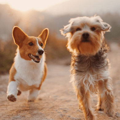 Unicoi dog park